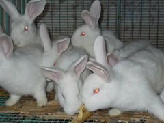 Кролики метисы