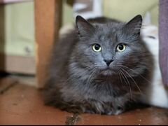 Серый кот 1 годик