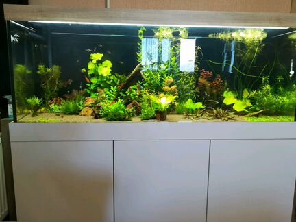 Сервис аквариумов