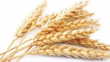 Пшеница 5 т