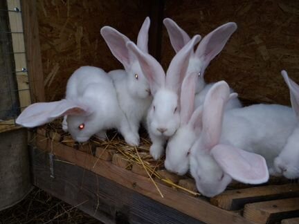 Кролики, три породы