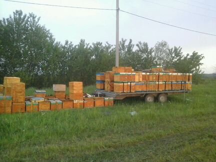 Опыление пчелами 150 семей