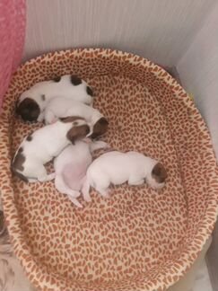 Продам щенков Джек Рассел терьер, рождены 21.05.19
