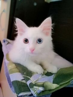 Котик с разными глазами