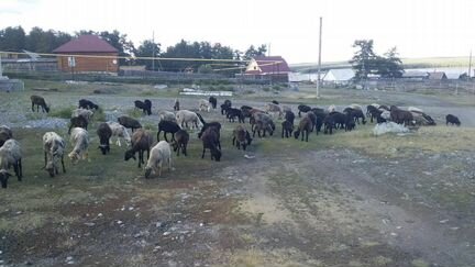 Овцы и бараны на разведение