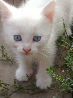 Кошечка альбиноска ищет заботливых и любящих хозяе
