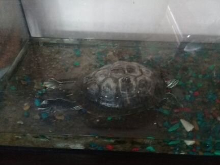 Черепаха и аквариум