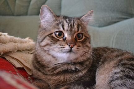 Полусибирский котенок ищет любящих хозяев