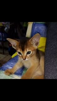 Продам абиссинского котёнка (Девочка)