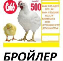Подрощенные Цыплята Бройлеры кобб-500