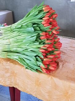 Тюльпаны оптом по Иркутской области