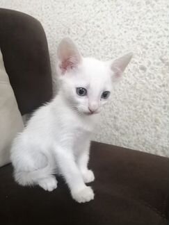 Белый котик