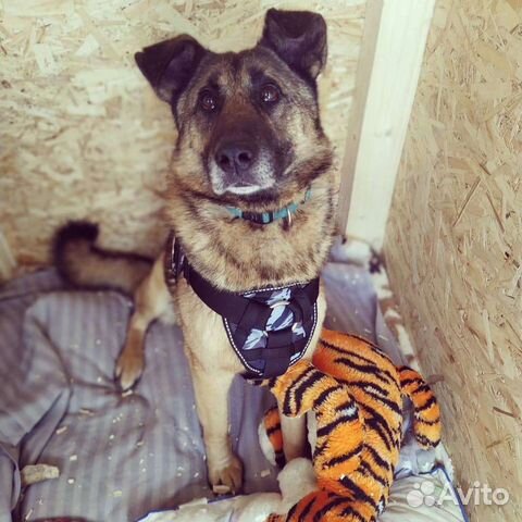 Золотая собака ищет дом