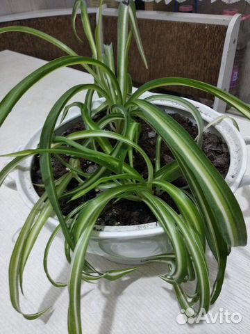 Хлорофитум кучерявый