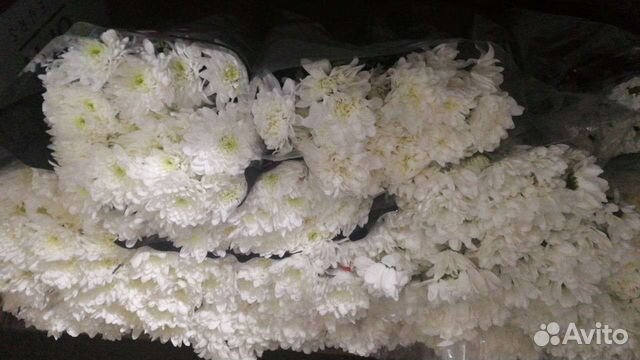 Хризантема кустовая