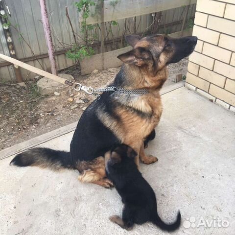 Фото Чистокровной Немецкой Фото Чистокровной Немецкой