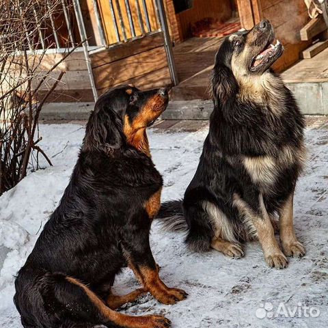 Хотошо, бмв, Бурят-Монгольская собака