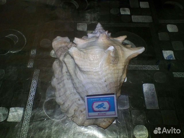 Ракушка огромная