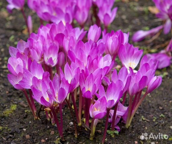 Многолетние растения