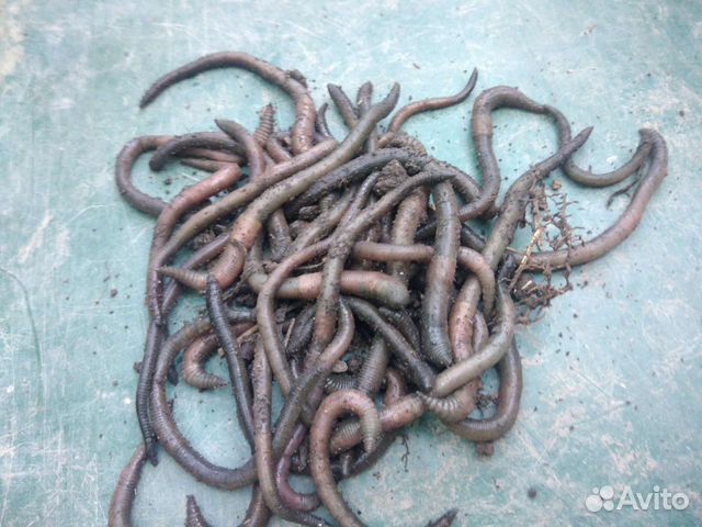 Зелёные черви