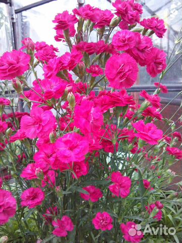 Гвоздика Шабо