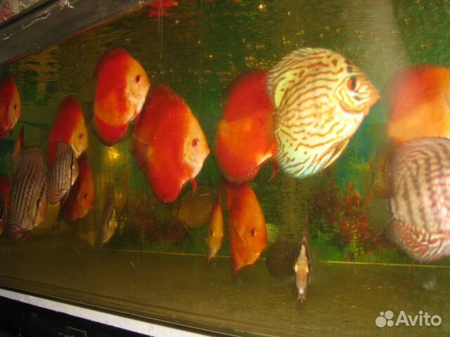 Дискусы Discus Redfiery туркис красный