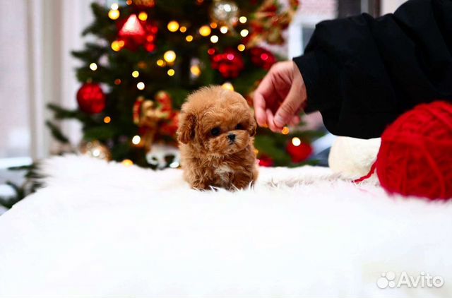 Мальтипу Микро Импорт из Кореи