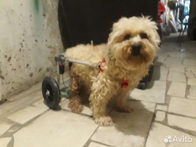 Инвалидная коляска для собак кошек