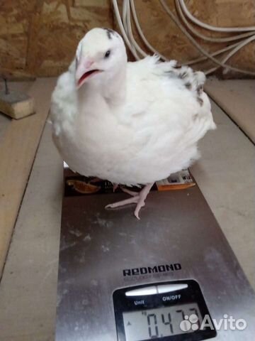 Перепел:.птенцы