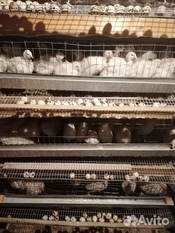 Перепел.Яйцо