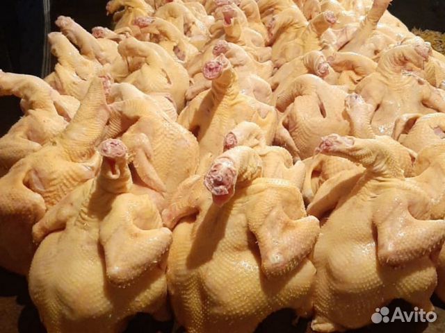 Куры домашние