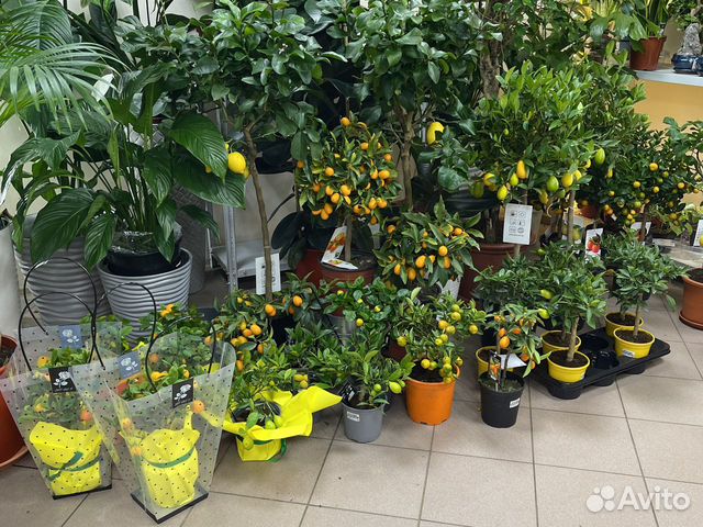 Цитрусы лимон мандарин