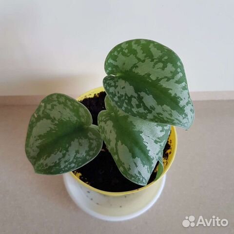 Сциндапсус 