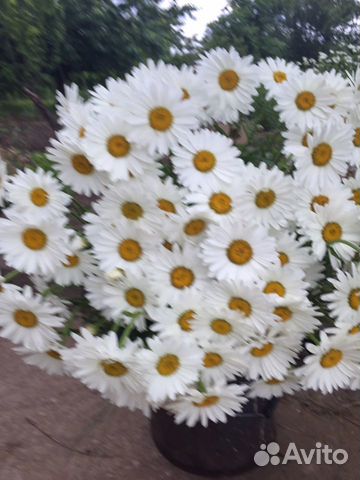 Рассада многолетних ромашек