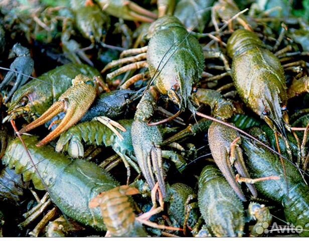 Живые раки Маныч