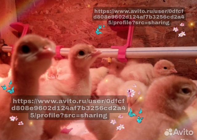 Индюшата Хайбрид-Конвертер (Hybrid Converter)