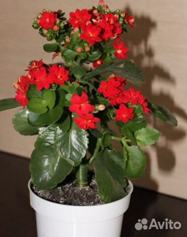 Каланхоэ, Спатифиллум