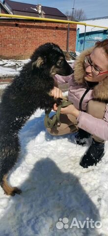 Немецкая овчарка помесь