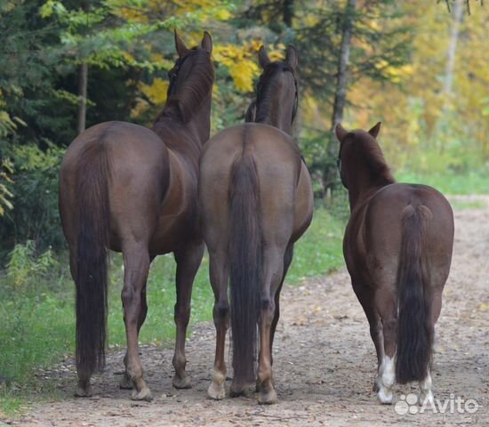 Конский навоз на льняной костре (мульче)