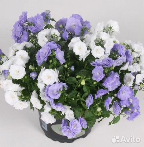 Кампанула (жених и невеста)