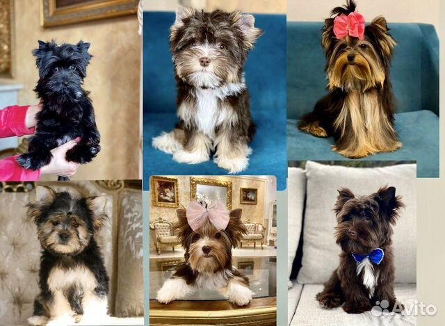 Биро, бивер, черный и шоколадный йорки