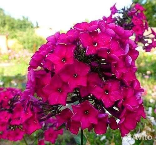 флокс вишневый. флокс метельчатый малиновый. флокс вишневый. флокс метельчатый "helena" (хелена). флокс метельчатый граф вишня.