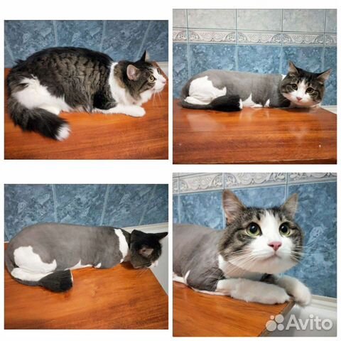 Стрижка кошек, стрижка когтей,гигиена