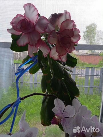 Адениум. индийский лук. и т д