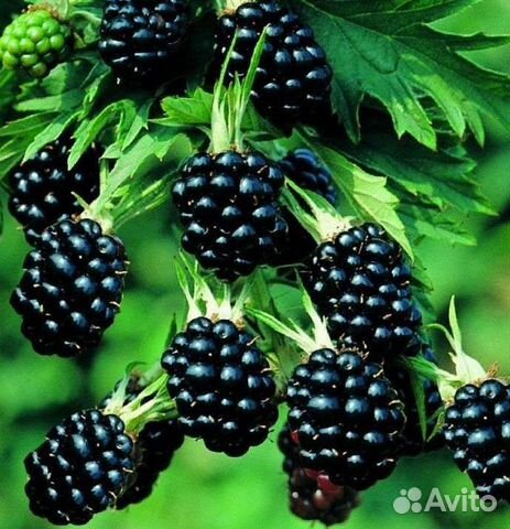 Саженцы ежевика