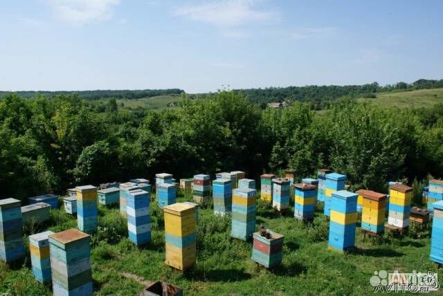 Пчёлы 30 шт купить на Зозу.ру - фотография № 1