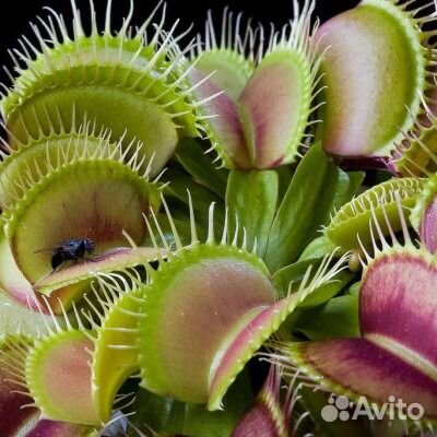 Exotica Магазин Хищных Растений Exotica Магазин Хищных Растений