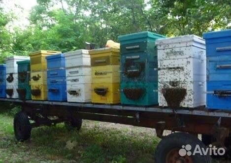 Пчелы породистые, с ульями купить на Зозу.ру - фотография № 1