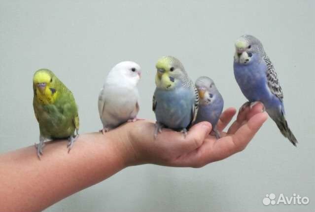 Волнистые попугаи молодые ручные оптом и в розницу купить на Зозу.ру - фотография № 3