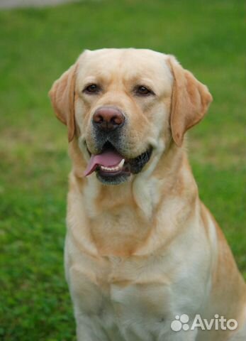 Лабрадор-Ретривер кобель для вязки
